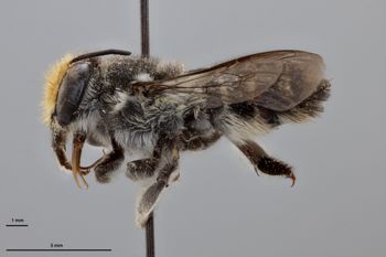 Media type: image;   Entomology 790899 Aspect: habitus lateral view